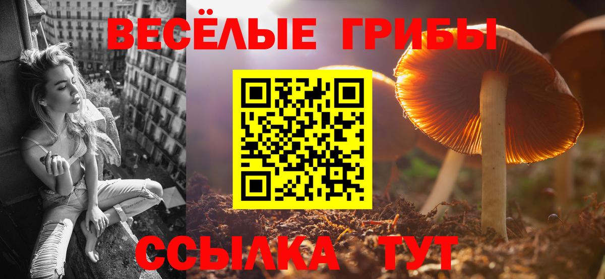 Котлас  наркотики  Вход с VPN  Псилоцибиновые грибы Psilocybe 